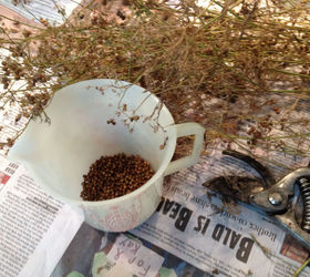 collecting seeds, gardening, My 2012 coriander seed collection