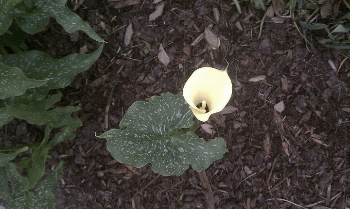 callillies if you cut the flower off deadhead it when it starts dying will it