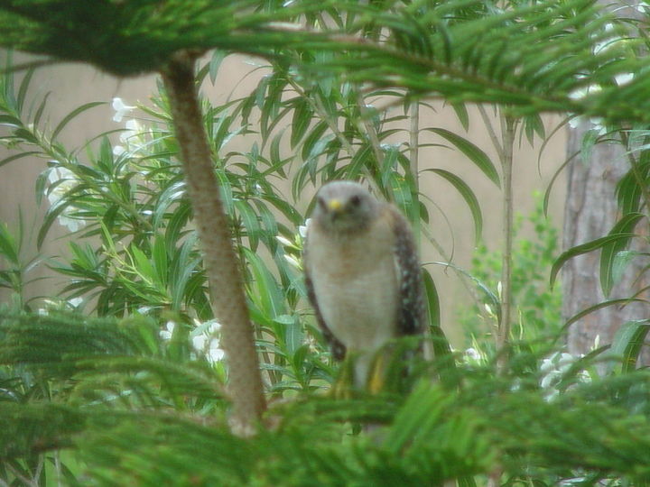 q more wildlife hawk, patio, pets animals, Hawk looking for lunch