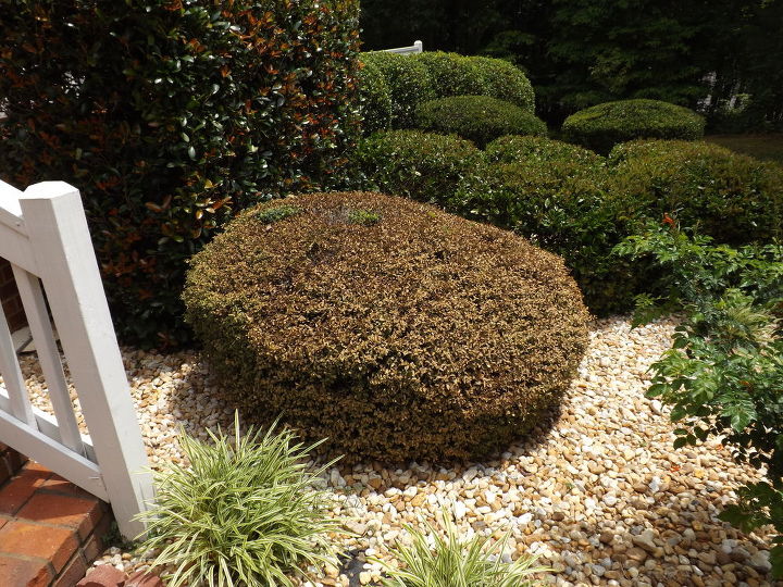 ajuda nosso mato morreu este arbusto em nosso jardim da frente est bem h 11 anos, O que poderia ter acontecido com o nosso mato