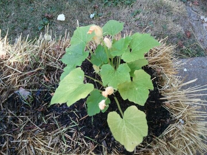 q we are trying the straw bale gardening are we doing something wrong, gardening