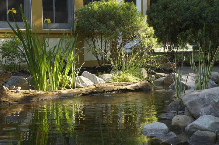 backyard ideas pond fish koi ecosystem, landscape, ponds water features