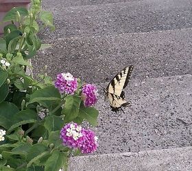 beautiful butterfly on my flowers my favorite pic, flowers, gardening, pets animals