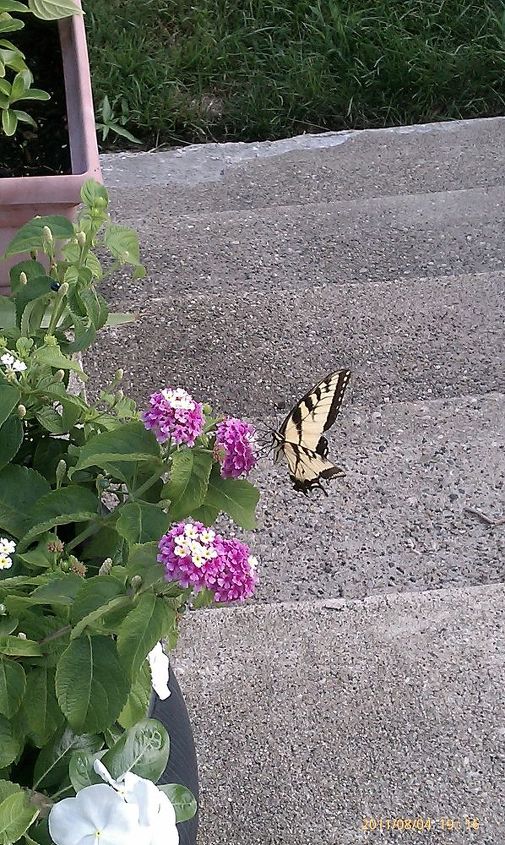 beautiful butterfly on my flowers my favorite pic, flowers, gardening, pets animals