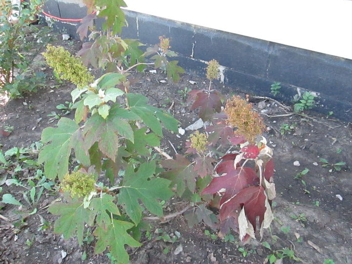 not happy how my one year old oak leaf hydrangea s look