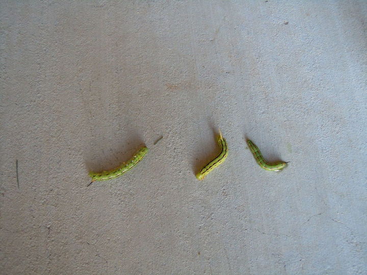 caterpillar garden worm identifying kind, gardening, pets animals