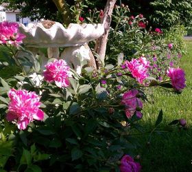 bird bath amp peonies, electrical, gardening, We do use a heat warmer for are feather friends in the winter too