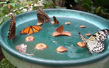 Haz un alimentador de mariposas DIY en 6 sencillos pasos