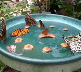 make a diy butterfly feeder in 6 easy steps, First prepare butterfly food by mixing nine parts water with one part sugar Depending on the size of your jar you ll use either a tablespoon or a teaspoon