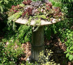 making a succulent garden in an old birdbath, container gardening, flowers, gardening, repurposing upcycling, succulents, This project cost a total of 20 because I used mostly materials and plants I already had See it on Our Fairfield Garden board on Pinterest Barb Rosen and my website