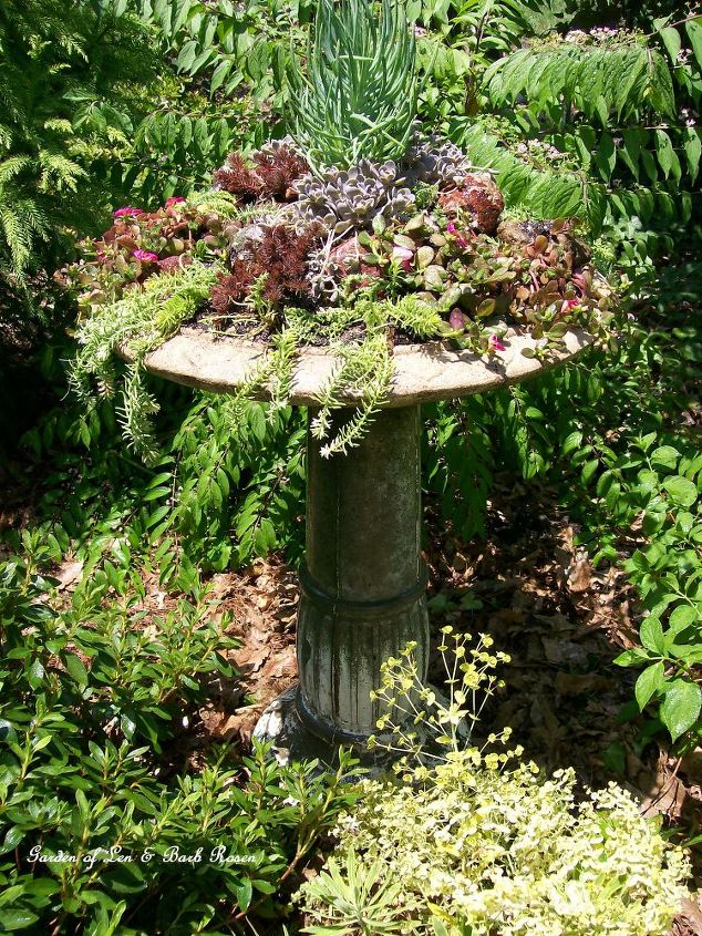 making a succulent garden in an old birdbath, container gardening, flowers, gardening, repurposing upcycling, succulents, This project cost a total of 20 because I used mostly materials and plants I already had See it on Our Fairfield Garden board on Pinterest Barb Rosen and my website