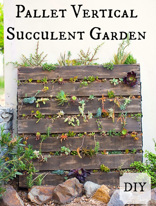pallet vertical succulent garden, flowers, gardening, pallet, repurposing upcycling, succulents