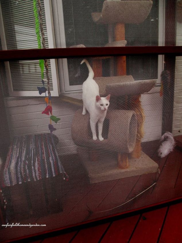 construa um catio uma pequena casa de tela para os gatos kitty, Shadow curtindo o Catio