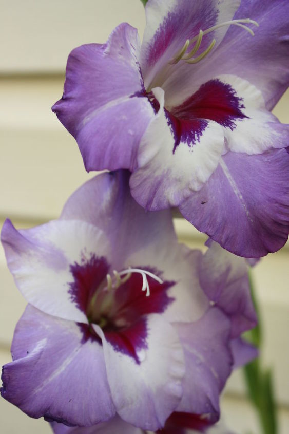 pt 3 de flores e shows param virtualmente e principalmente sem preocupaes, Gladioli v m em muitas cores multiplicam se a cada ano ou s o muito despreocupados e s o definitivamente um espet culo para ser visto