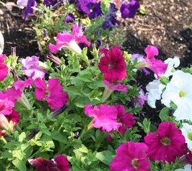 pt 3 of practically amp mostly care free flowers amp show stoppers, flowers, gardening, hydrangea, perennials, Petunia s Honestly I ve found the key to Petunia s is deadheading all the faded flowers