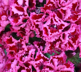 pt 3 of practically amp mostly care free flowers amp show stoppers, flowers, gardening, hydrangea, perennials, Dianthus and or otherwise known as Sweet william Perennial Grows best in Sun and partial shade