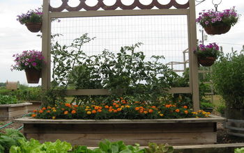 Vegie gardening ~ Tomato trellis.