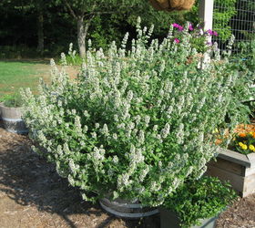 vegetable gardening, gardening, My catnip has gone crazy this year It really loves the heat I let it bloom instead of cutting it and drying it because it helps attract bees to my garden