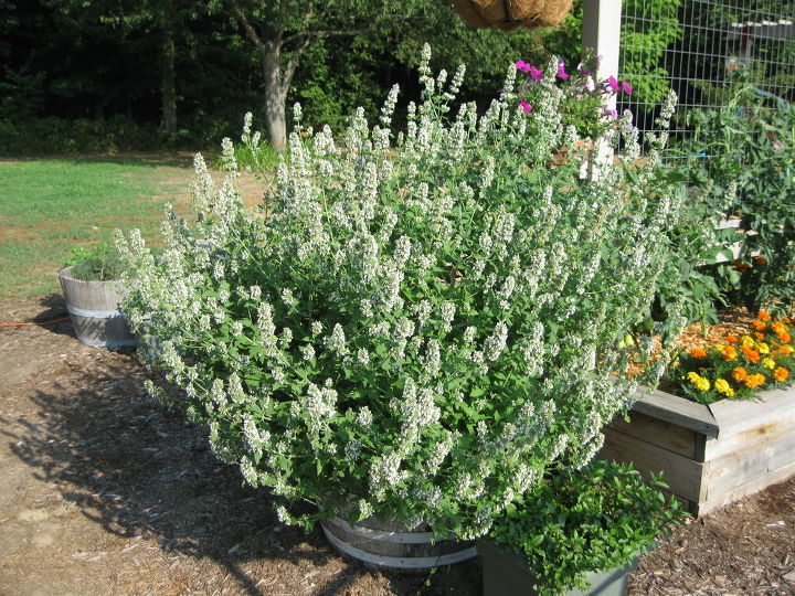vegetable gardening, gardening, My catnip has gone crazy this year It really loves the heat I let it bloom instead of cutting it and drying it because it helps attract bees to my garden