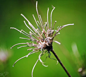 finding art right in your own backyard, flowers, gardening, This one is titled Spikey Flora
