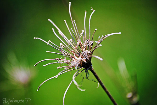 finding art right in your own backyard, flowers, gardening, This one is titled Spikey Flora