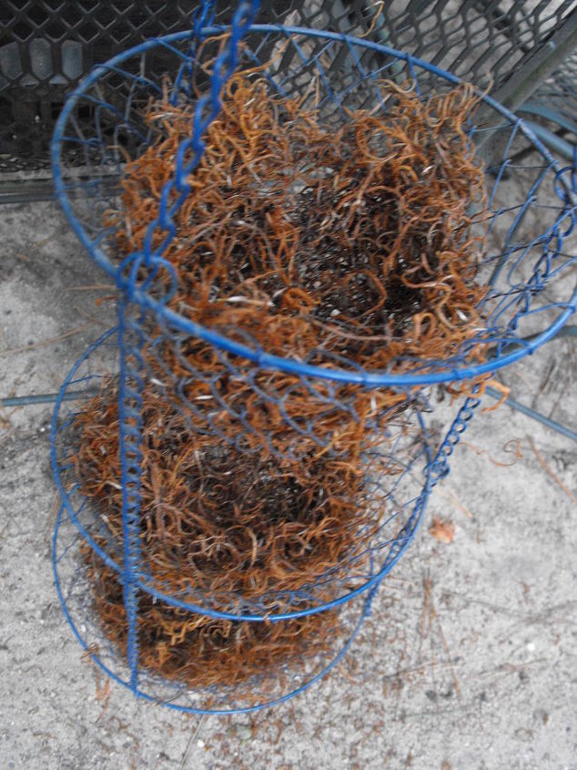 repurposed vegetable holder hanging basket, gardening, repurposing upcycling, step 1 added moss