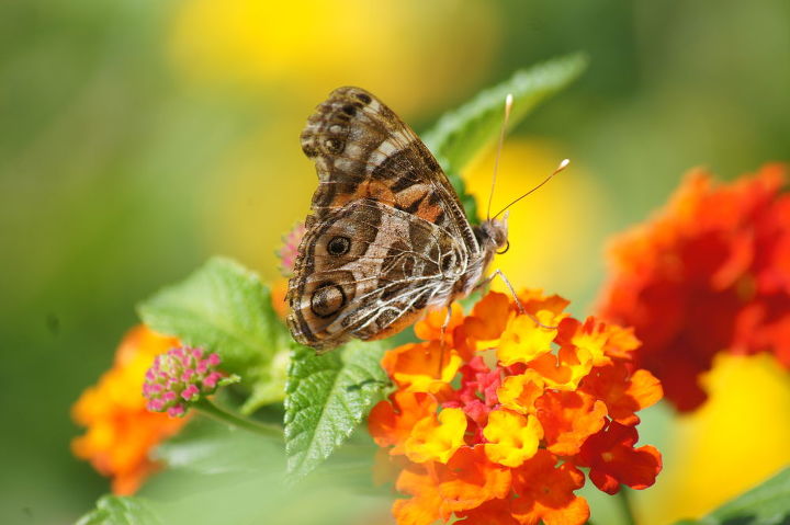 butterfly on my lantana, gardening, pets animals