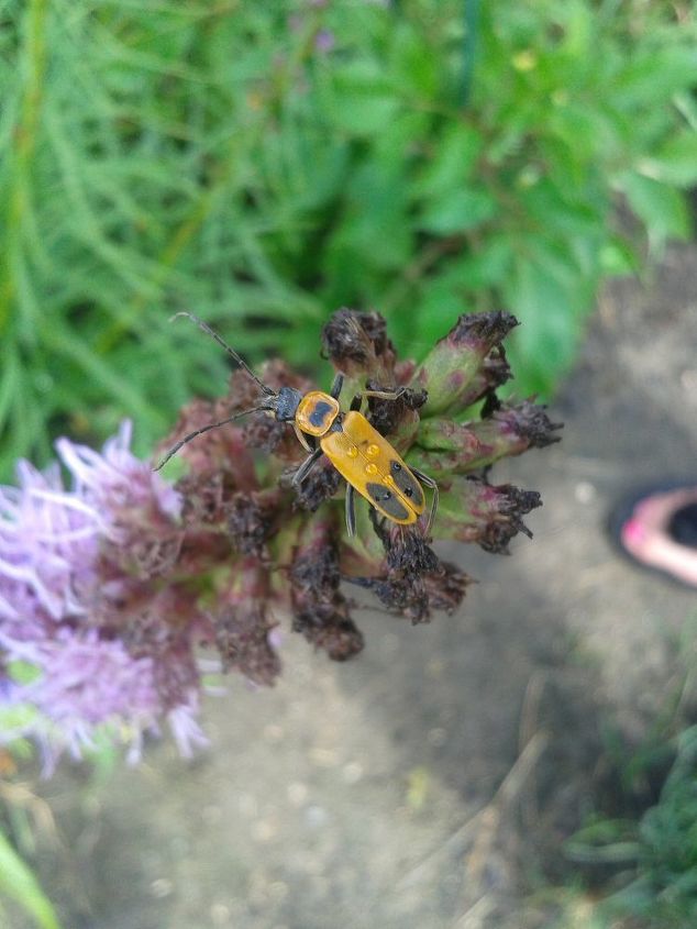 q what are these gold bugs on my plants are they hurting my plants should i get rid, gardening, pest control