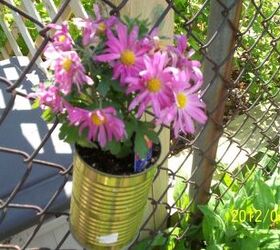 reused tin can from vegetables, flowers, gardening, repurposing upcycling, This is a pic of a reused tin can I made into a flower pot to hang on the fence to dress it up abit