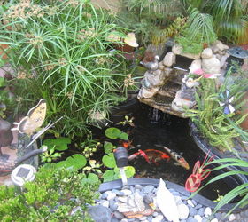 my small garden, gardening, outdoor living, ponds water features, this is my small koi pond