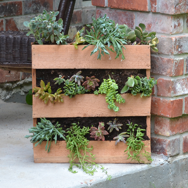 Succulent Cedar Pallet Planter Diy Flowers Gardening Woodworking Projects Succulent Cedar Pallet Planter Diy Flowers Gardening Woodworking Projects