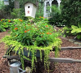 my wheelbarrow planter, gardening, repurposing upcycling, I planted this wheelbarrow with two kinds of Lantana and Creeping Jenny for a sunny spot in the side yard See more at or