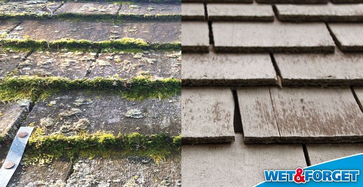 moss mold and mildew what exactly are they, cleaning tips, outdoor living