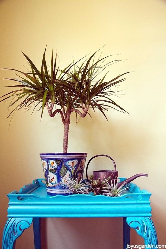houseplant watering 101 avoid too much of a good thing, container gardening, gardening