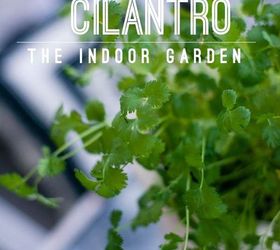 planting cilantro creating an indoor kitchen garden, container gardening, gardening