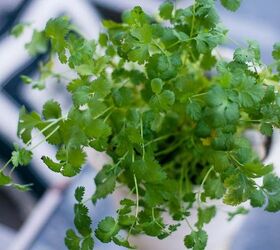 planting cilantro creating an indoor kitchen garden, container gardening, gardening