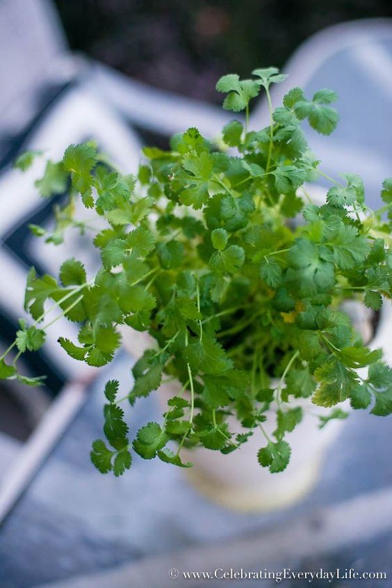 plantando cilantro creando un jardin de cocina de interior