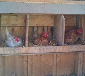 The Chicken Coop - Made From Shipping Crates Hometalk