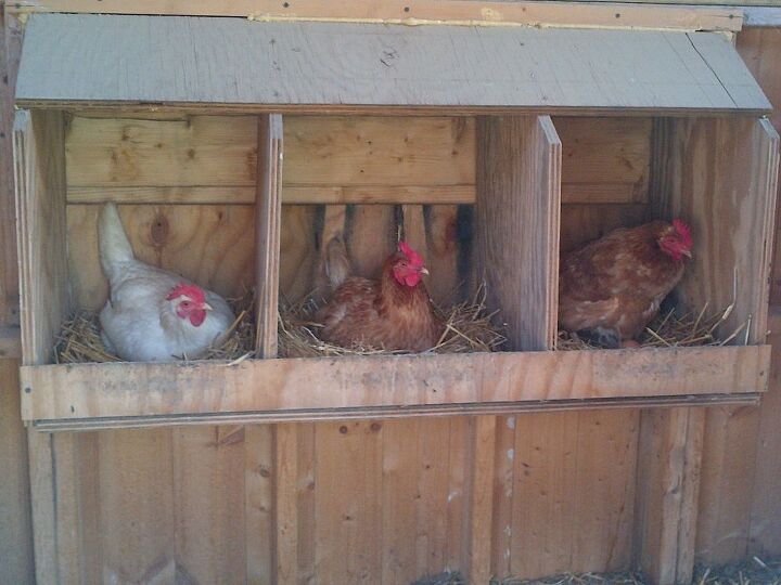 The Chicken Coop - Made From Shipping Crates Hometalk The Chicken Coop - Made From Shipping Crates Hometalk