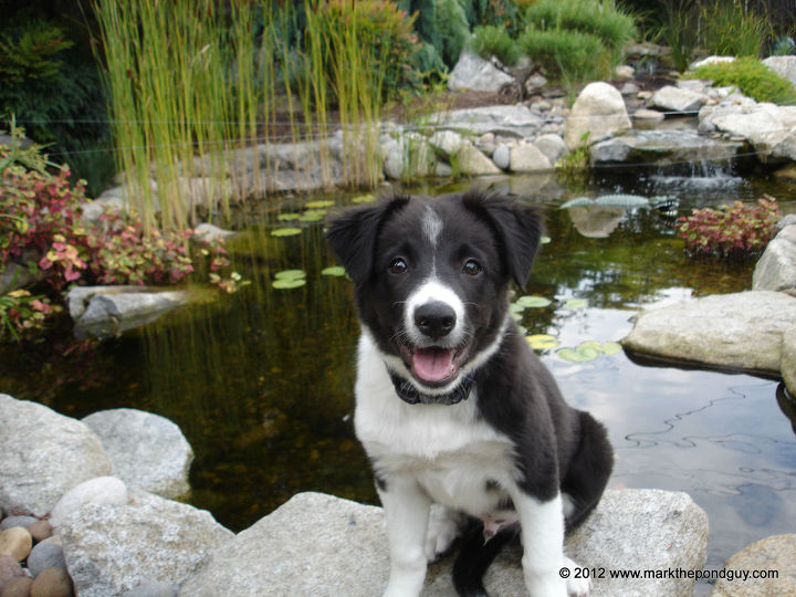 el cachorro brody visita the pond store, Brody de cachorro junto al estanque que su padre le construy