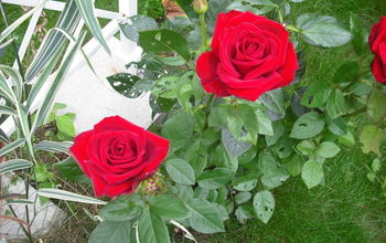 Sharing my Roses and Flowers with garden #4