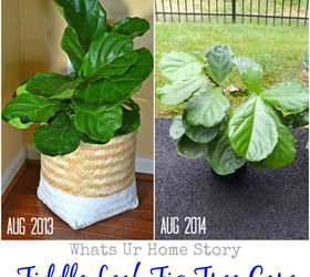 how to take care of your fiddle leaf fig tree, container gardening, gardening, how to