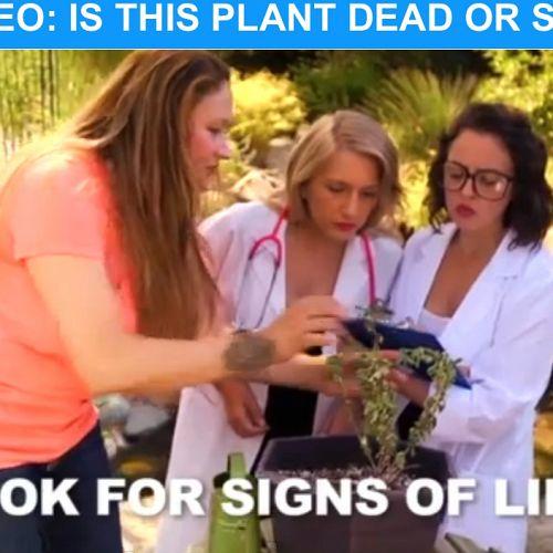 video is this plant dead or sick amp how to revitalize it, gardening