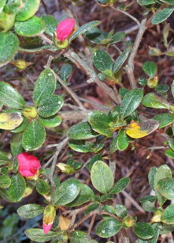 q friends its been a long time coming but look there are blooms forming on, gardening