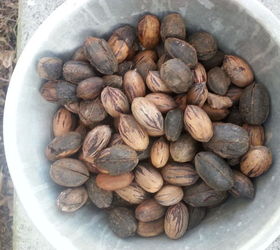 how do i bring back this pecan tree to its full potential, My Harvest You can see there are some here that still have the outer shell still on them