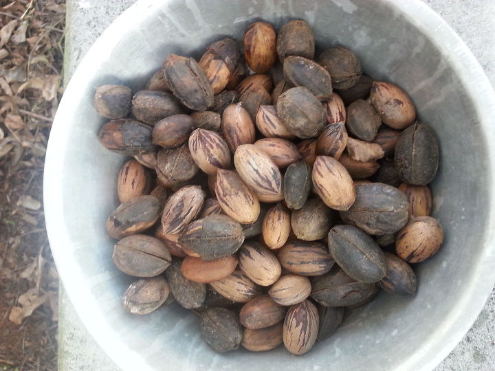 how do i bring back this pecan tree to its full potential, My Harvest You can see there are some here that still have the outer shell still on them