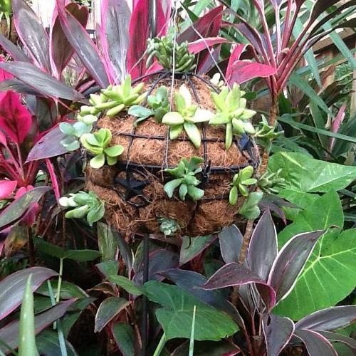 this was made by attaching two hanging baskets together, gardening, succulents