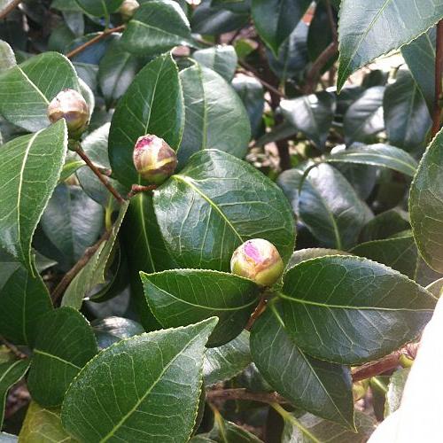 q can anyone tell me what this flowering bush is, flowers, gardening