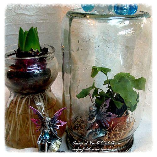 winter flowers houseplants amp bulbs, crafts, flowers, gardening, home decor, mason jars, Fairies and a mason jar cloche
