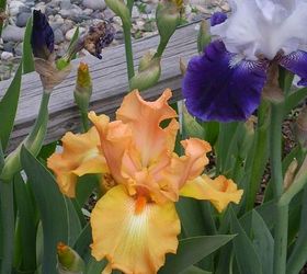 iris i ve planted, gardening